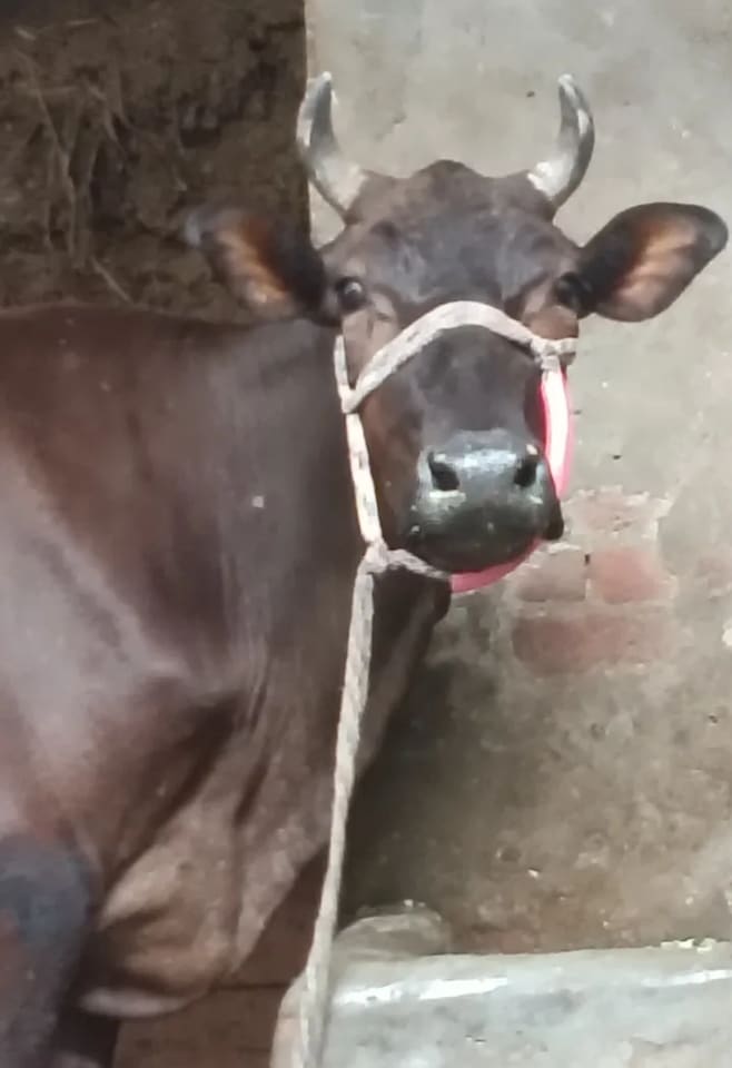 Vechur Cow in  UTTAR PRADESH