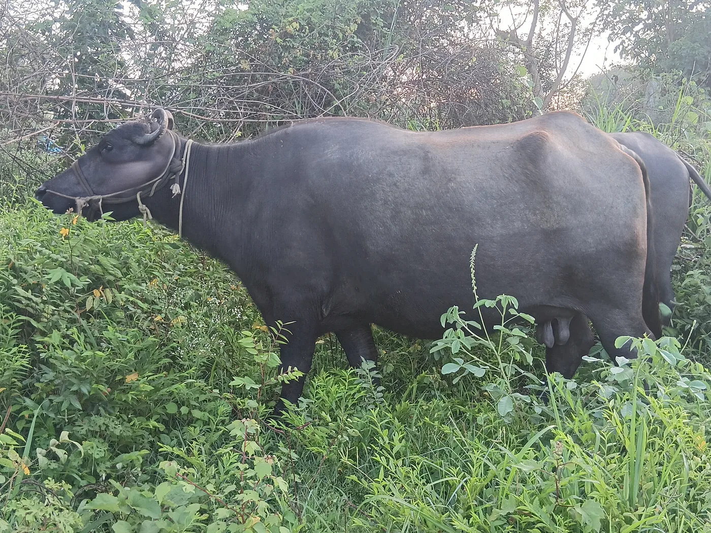 Murrah Buffalo M4853 in  KARNATAKA