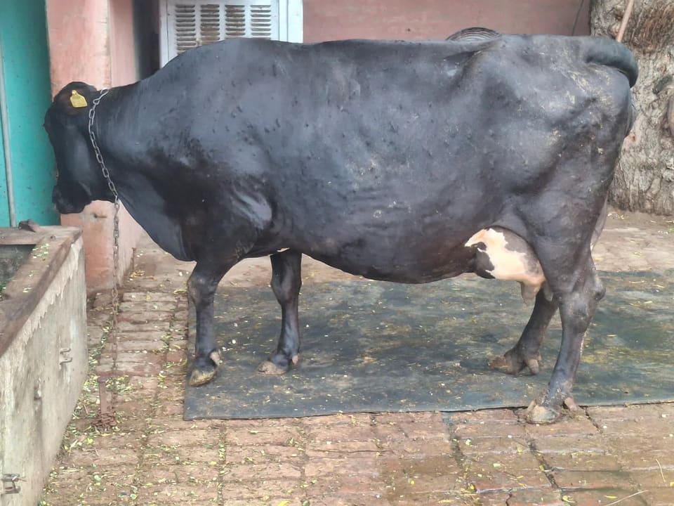 Gir Cow in  RAJASTHAN