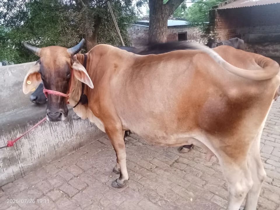 Sahiwal Cow in  UTTARAKHAND