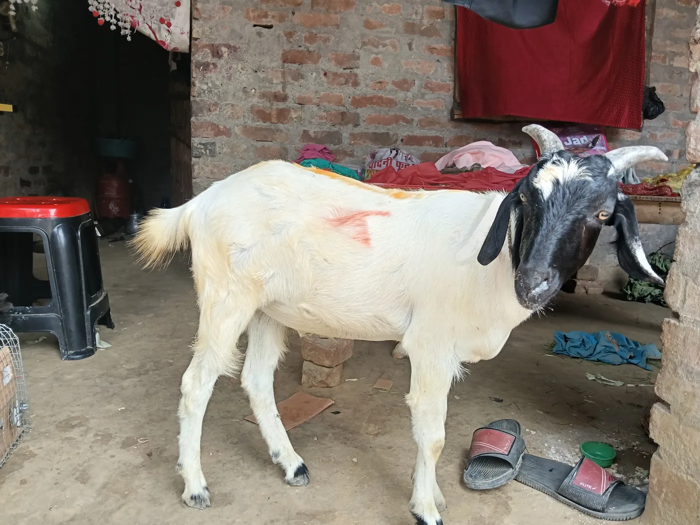 Jamunapari Goat in  BIHAR