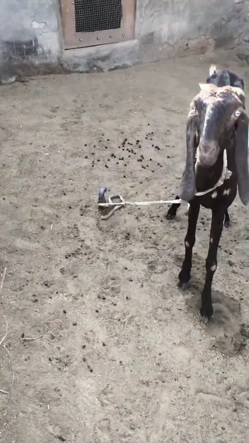 Sirohi Goat S0573 in  RAJASTHAN