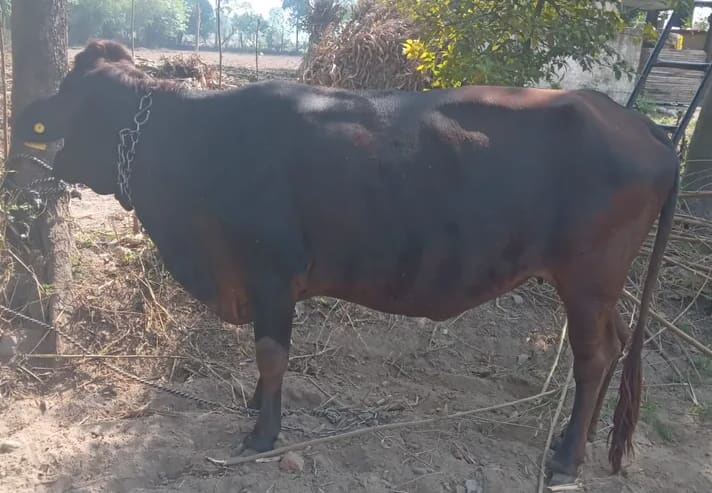 Desi Cow Cow O0606 in HIMACHAL PRADESH