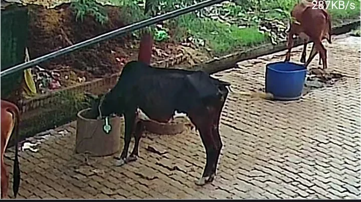Others Cow in  UTTAR PRADESH