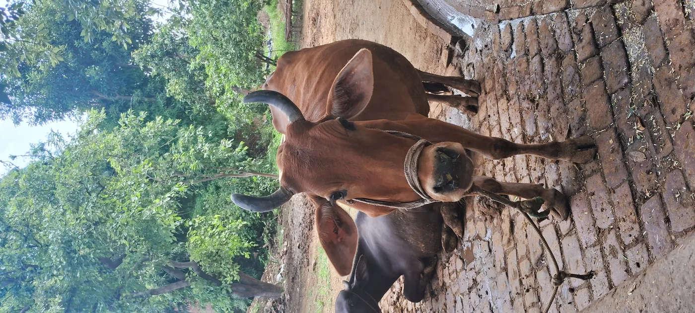 Gir Cow in UTTAR PRADESH