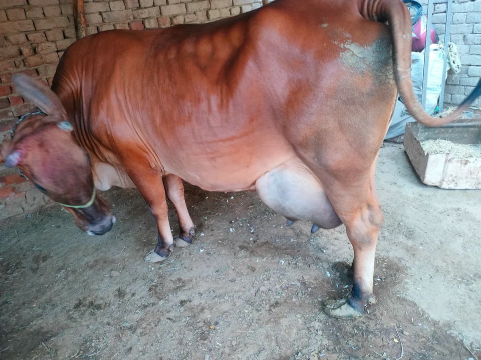 Gir Cow in  RAJASTHAN