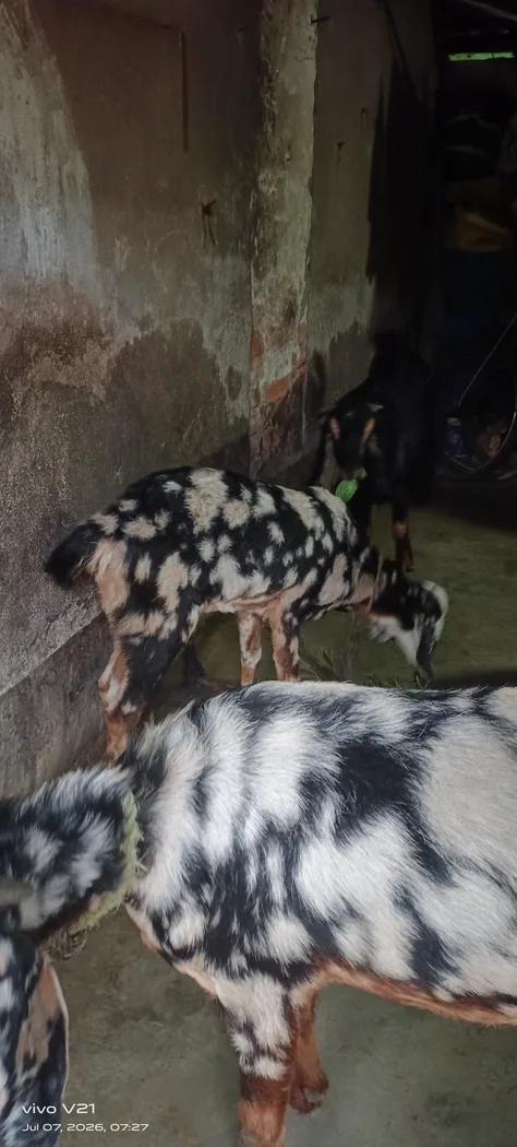 Kota Goat in  WEST BENGAL