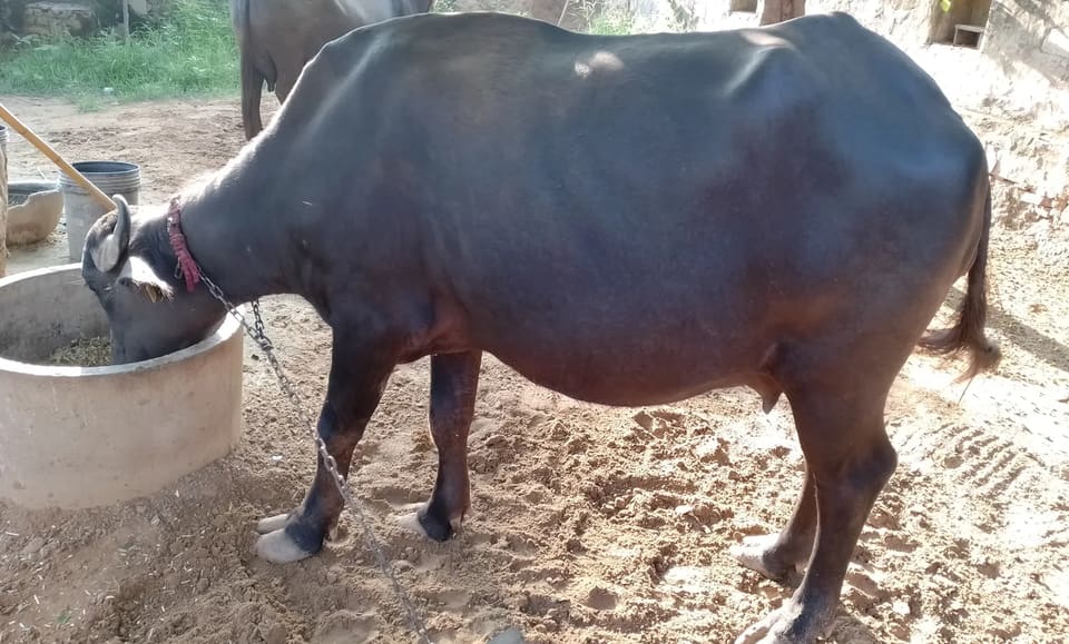 Desi Buffalo O0460 in  RAJASTHAN