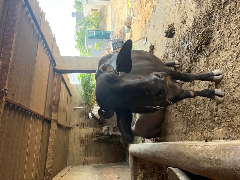 Murrah Buffalo in  HARYANA