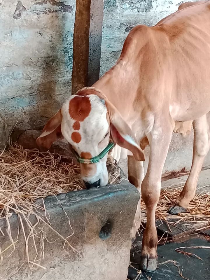 Gir Cow in  ANDHRA PRADESH