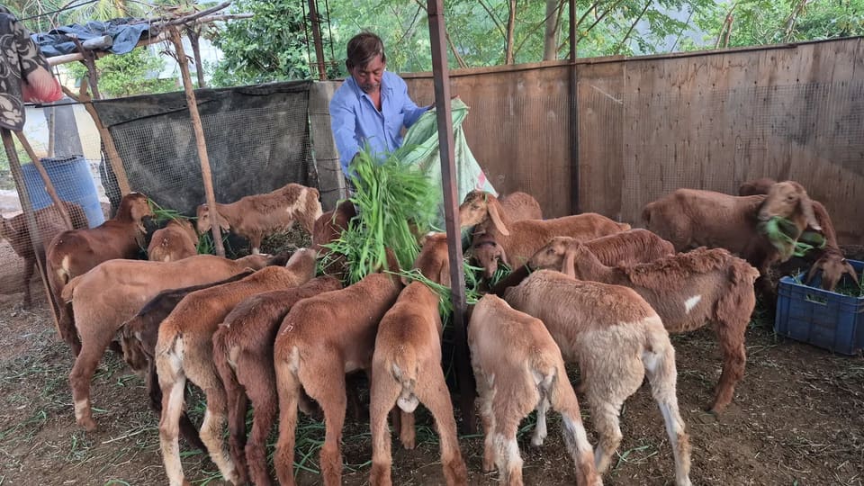 Barbari Goat in  ANDHRA PRADESH