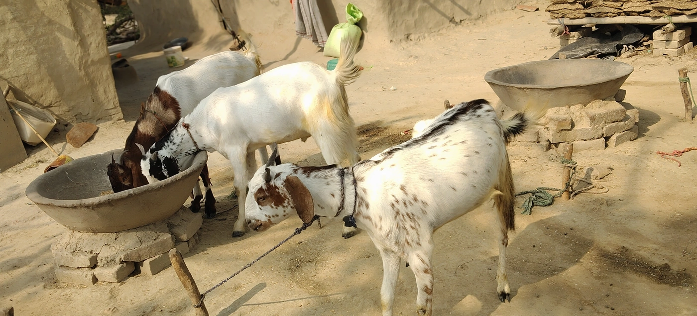 Sirohi Goat S0520, District:  PRAYAGRAJ, State:  UTTAR PRADESH