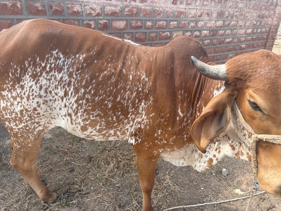 Gir Heifer Cow G2202 in  RAJASTHAN