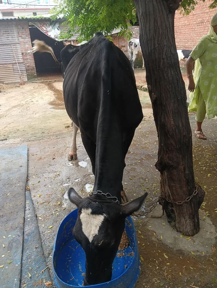 HF Cow in  UTTAR PRADESH