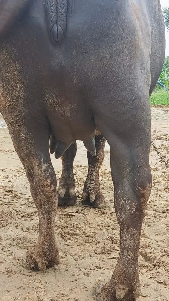 Murrah Buffalo in  RAJASTHAN