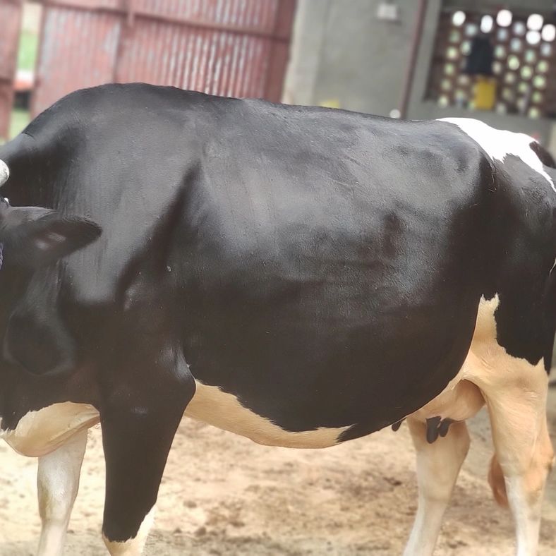 HF Cow H2837, Lactation: 2, MilkPerDay: 26Litres, Pregnant: 9 Months, District:  MUZAFFARNAGAR, State:  UTTAR PRADESH