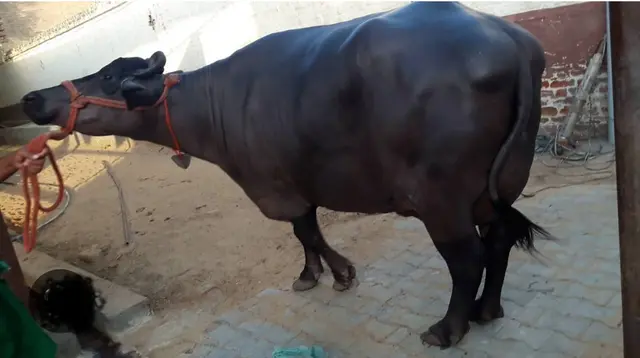 Murrah Buffalo M3976, Lactation: 2, MilkPerDay: 14Litres, District:  S.A.S Nagar, State:  PUNJAB
