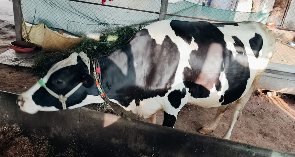 HF Cow in  MAHARASHTRA