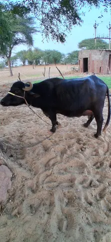 Murrah Buffalo M3743, Lactation: 2, MilkPerDay: 7Litres, District:  BARMER, State:  RAJASTHAN