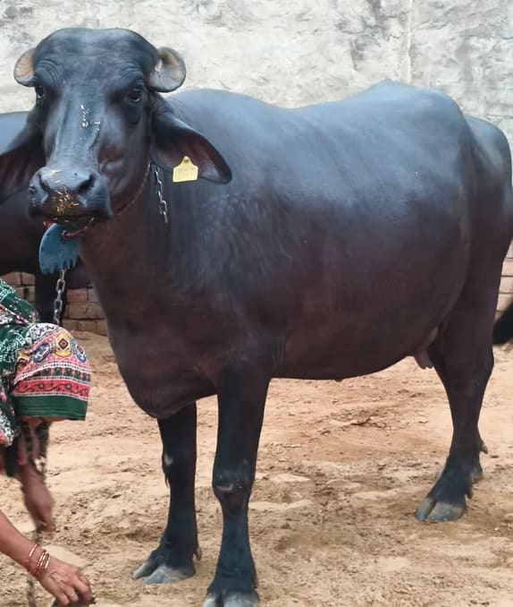 Murrah Buffalo in  HARYANA