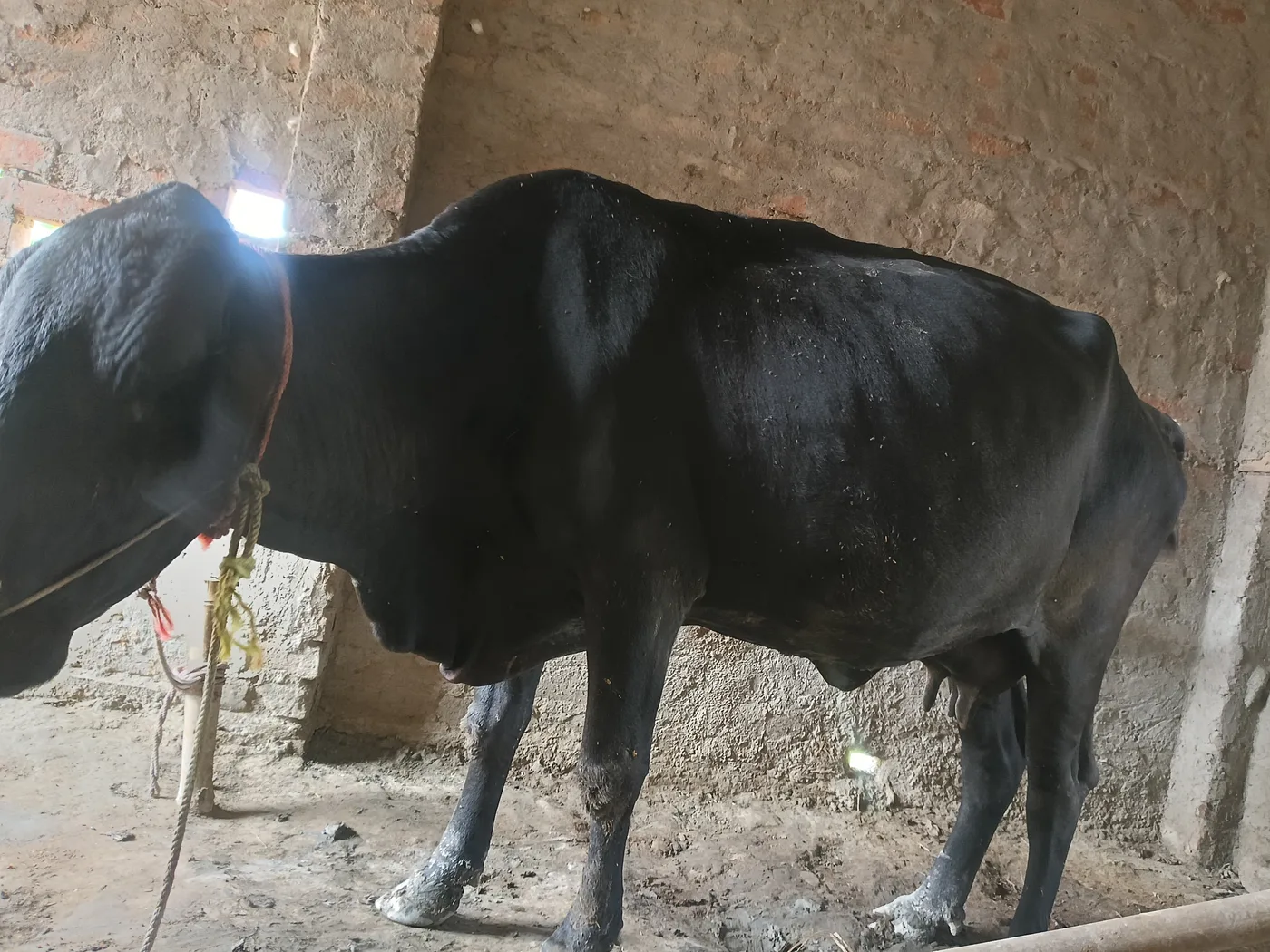 HF Cow H3408 in  BIHAR