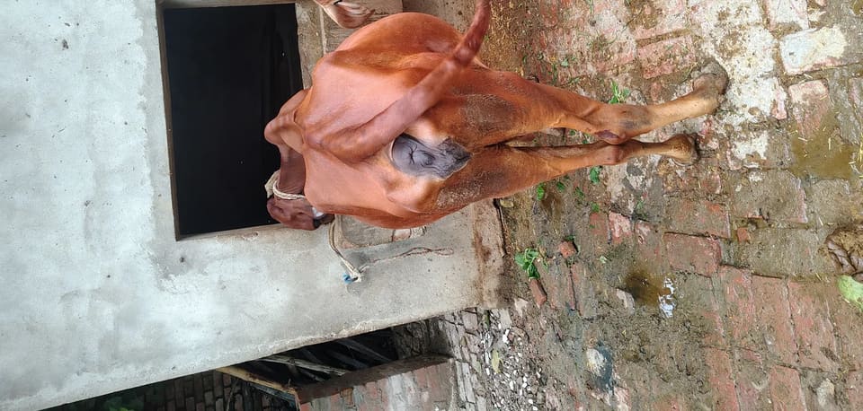 Gir Cow in  UTTAR PRADESH