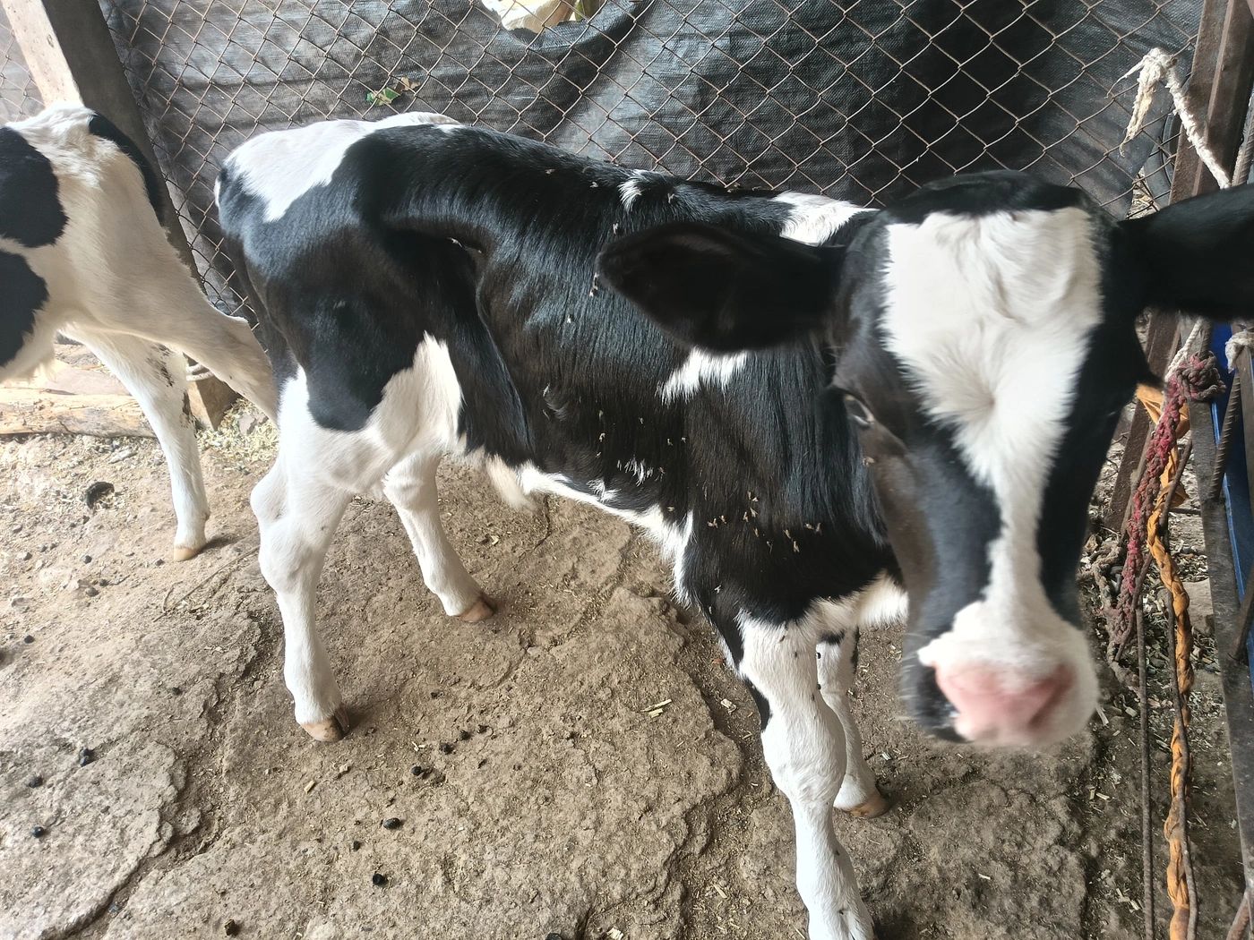 HF Heifer Cow H2878, District:  AHMEDNAGAR, State:  MAHARASHTRA