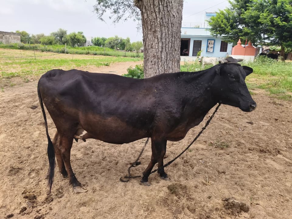 Jersey Cow in  RAJASTHAN