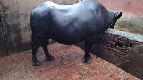 Murrah Buffalo in  UTTAR PRADESH