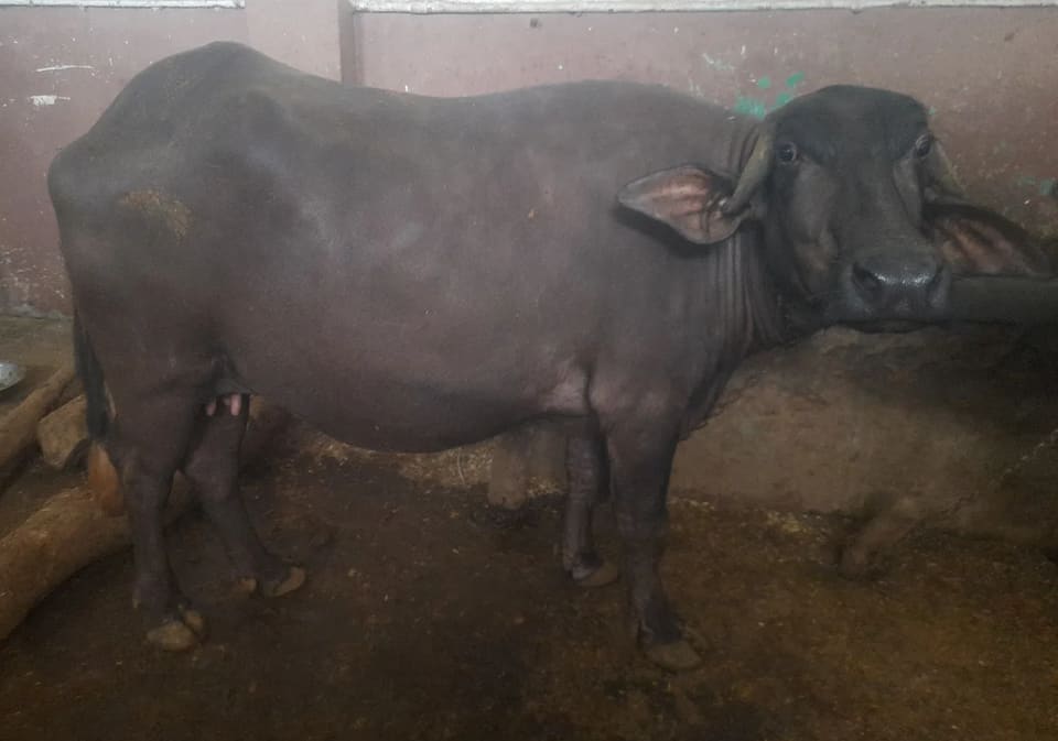 Others Buffalo in  UTTAR PRADESH