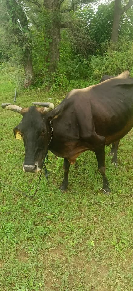 Jersey Cow in  RAJASTHAN