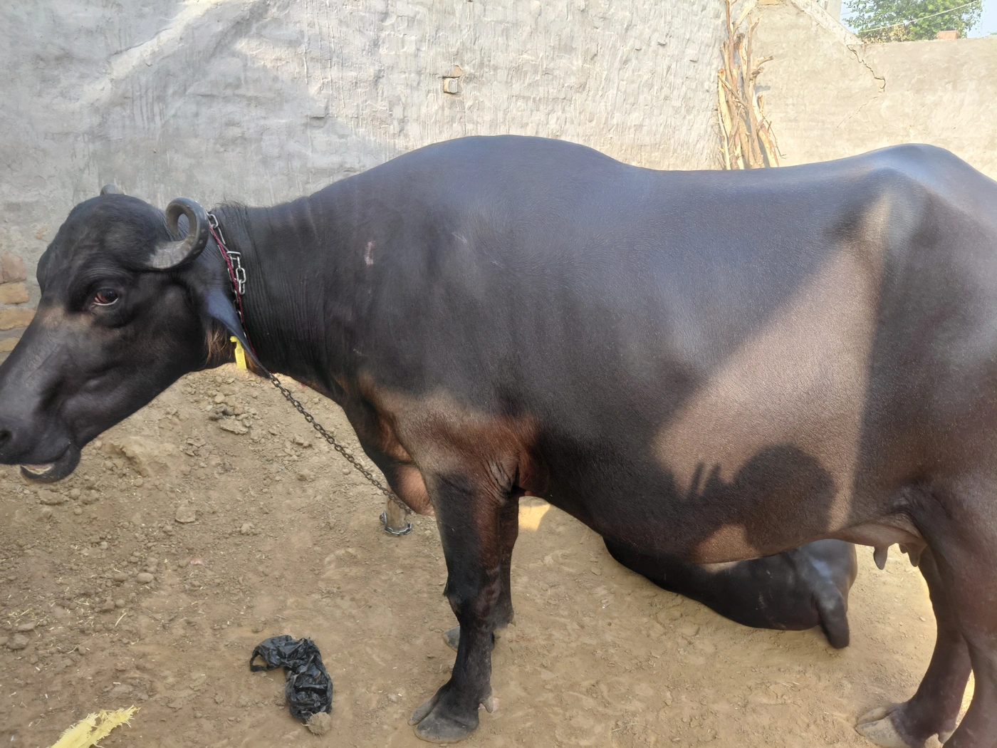 Murrah Buffalo M4568 in  HARYANA