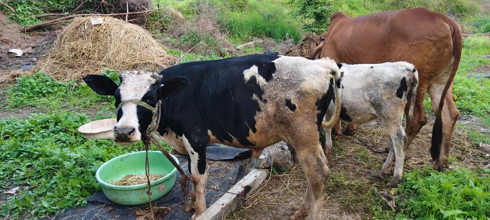 HF Cow in  MAHARASHTRA