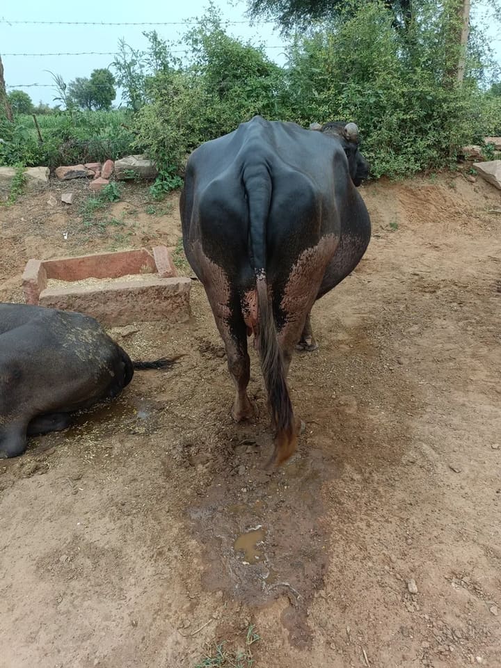 Murrah Buffalo in  RAJASTHAN