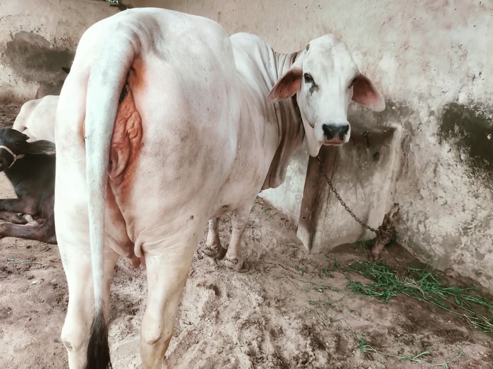 Tharparkar Cow in RAJASTHAN