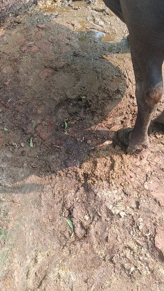 Others Buffalo in  UTTAR PRADESH