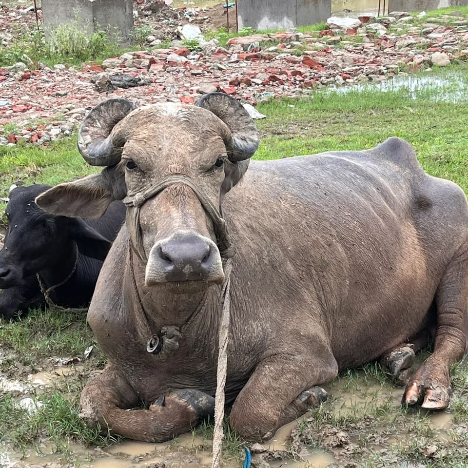 Murrah Buffalo M4723 in  JHARKHAND