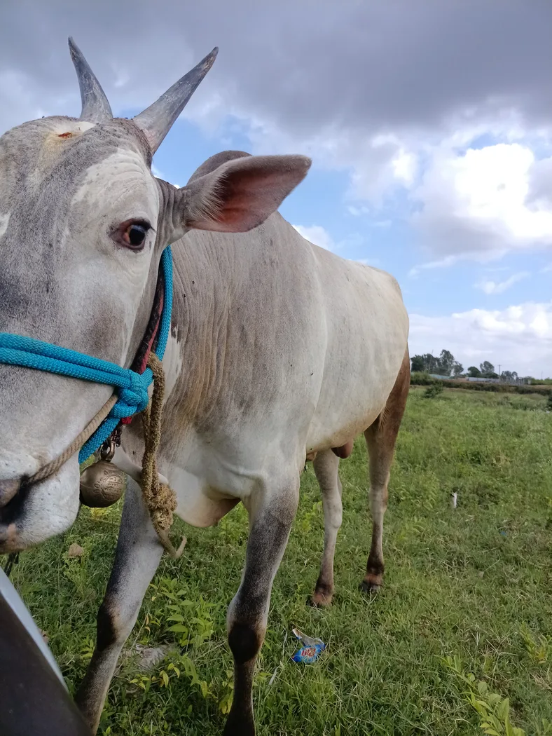 ONGOLE Cow in  KARNATAKA