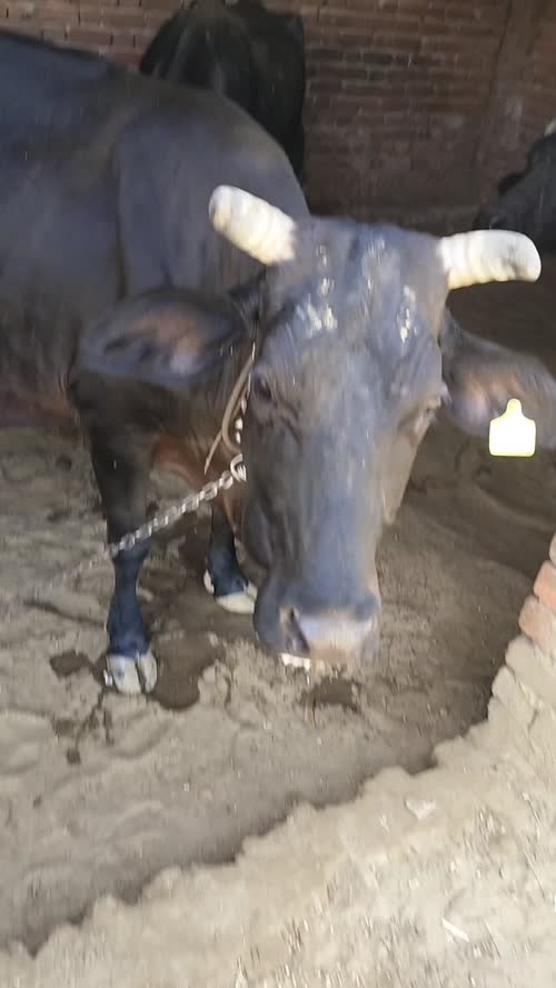 HF Cow H2784, District:  PATNA, State:  BIHAR