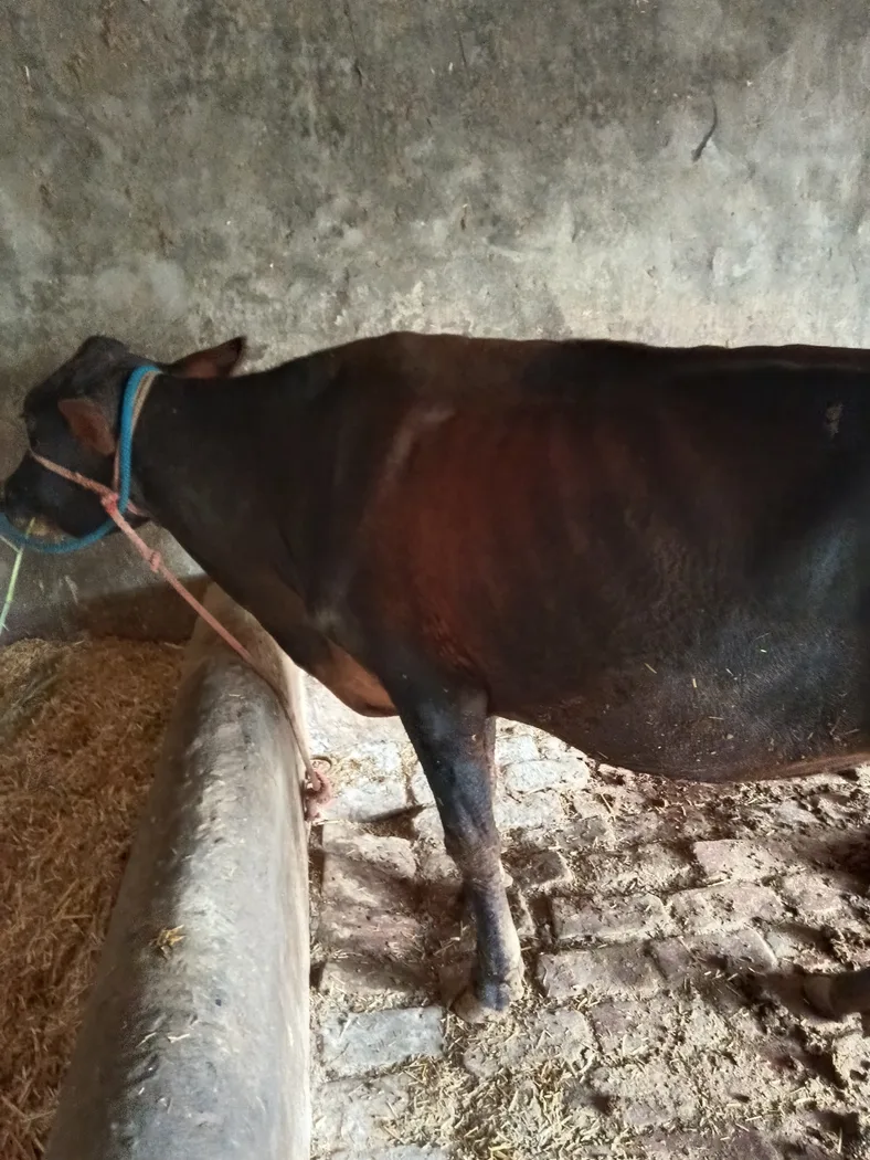 Others Cow in  PUNJAB