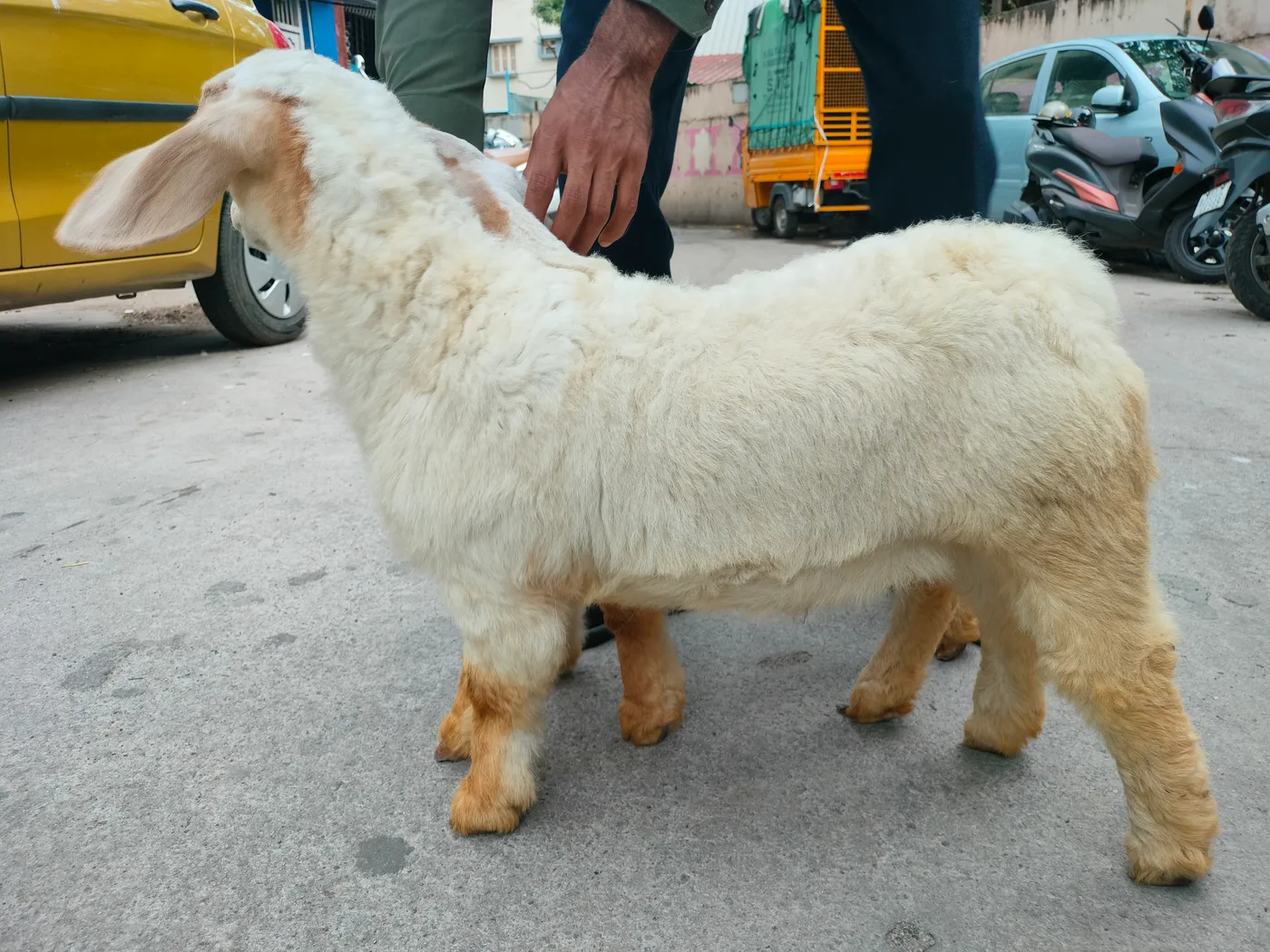 Bannur Sheep B0267 in  KARNATAKA
