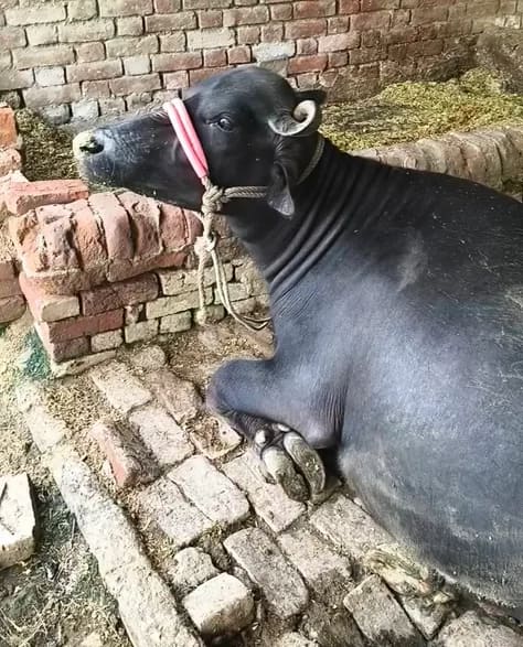 Others Buffalo in  UTTAR PRADESH