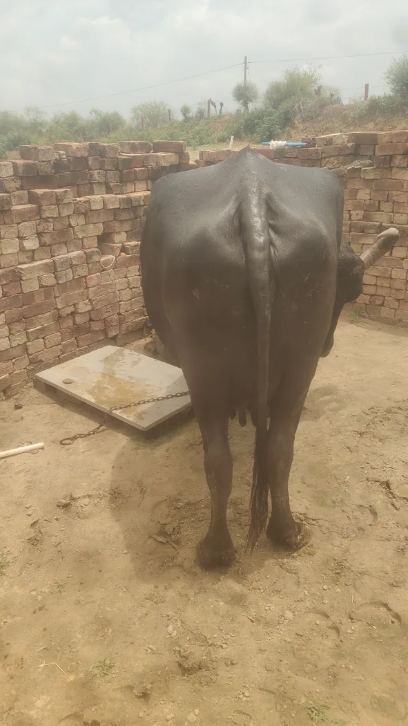Jafarabadi Buffalo in  RAJASTHAN