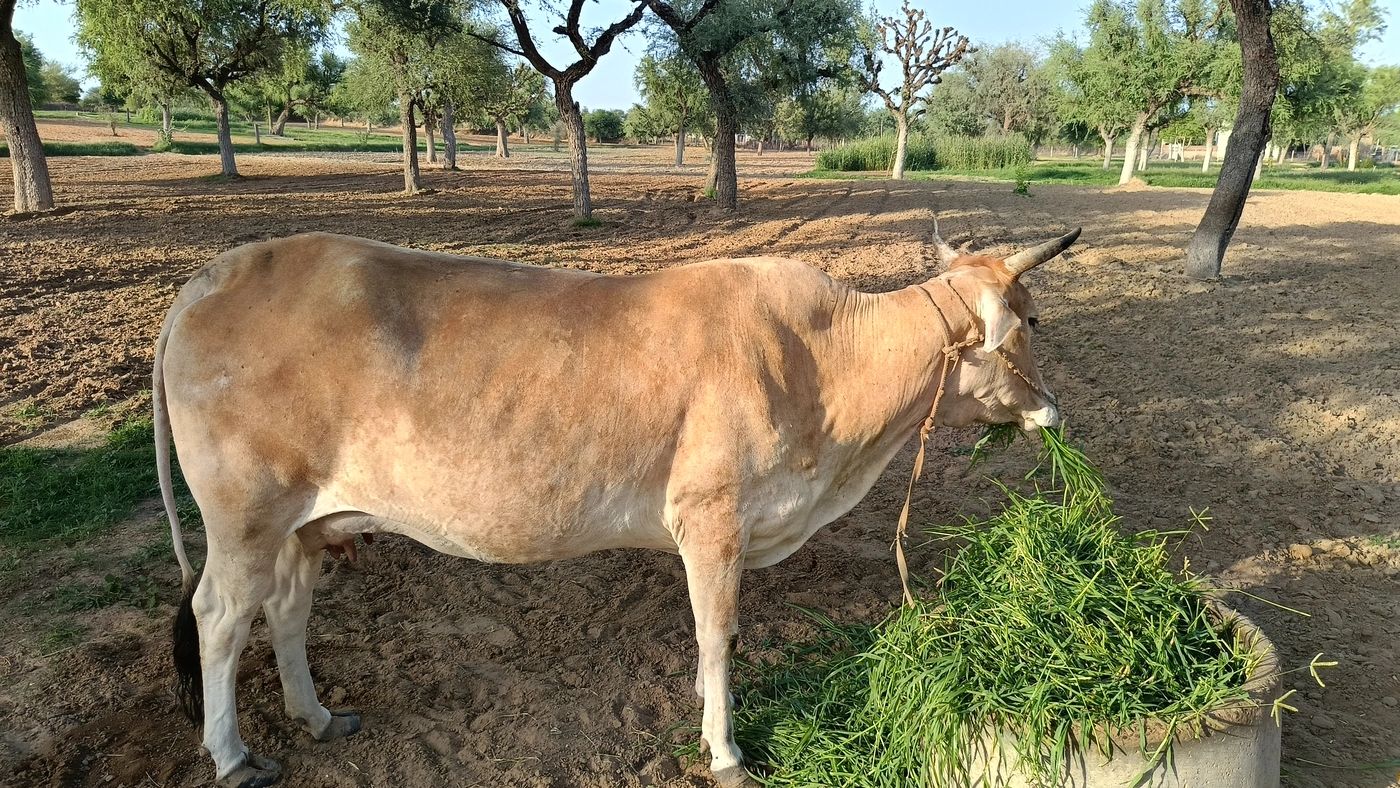 Jersey Cow J1449 in  RAJASTHAN