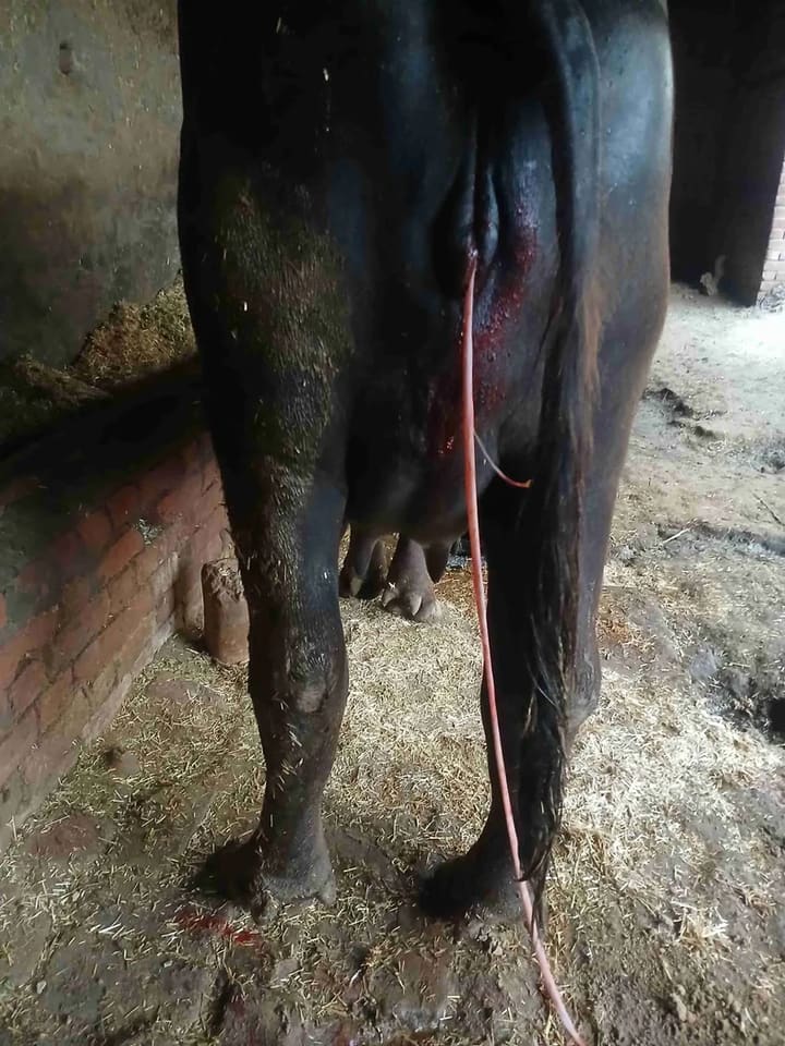 Murrah Buffalo M4652 in  HARYANA