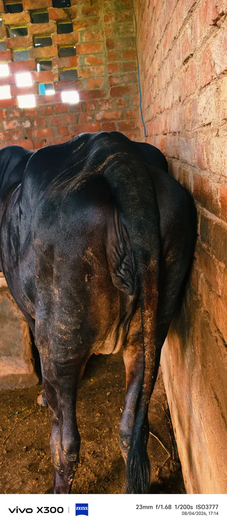 Vechur Cow in  GUJARAT