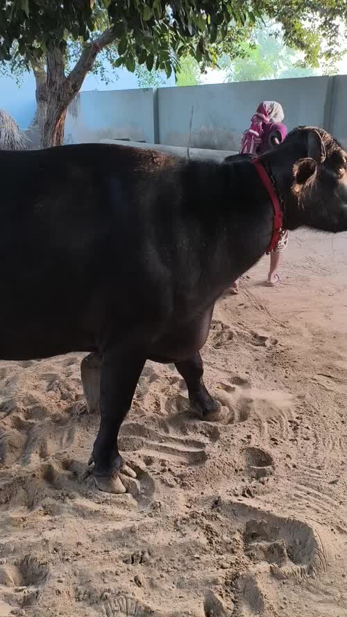 Murrah Buffalo M5148 in  HARYANA
