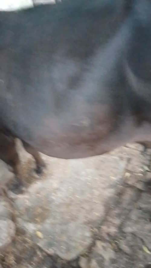 Jersey Cow J1578 in  UTTAR PRADESH