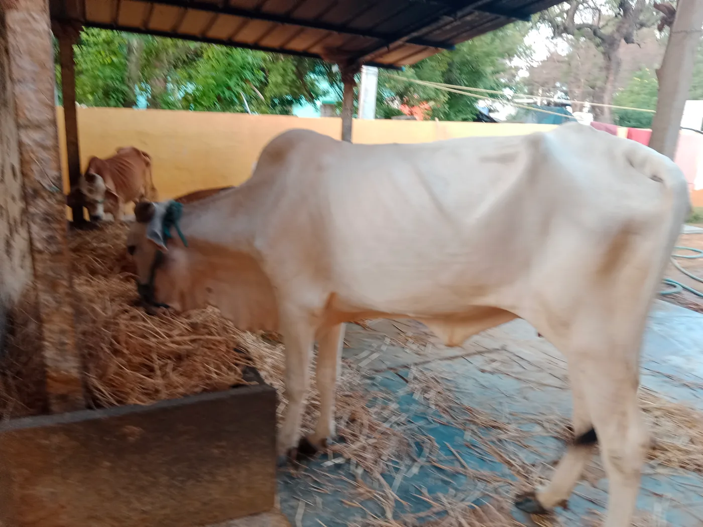 Tharparkar Cow in  ANDHRA PRADESH