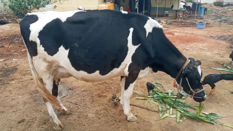 HF Cow H3255 in  KARNATAKA